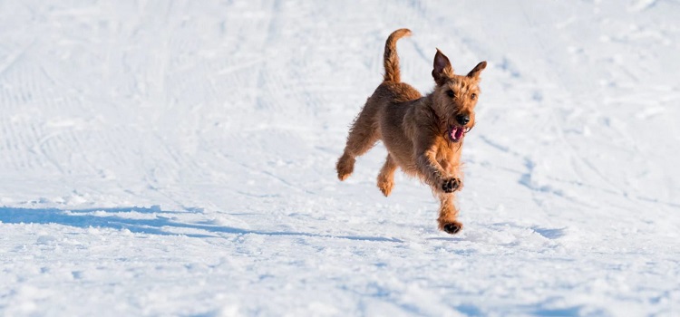 a dog in Mississauga, one of the best places in Canada for minimalist living