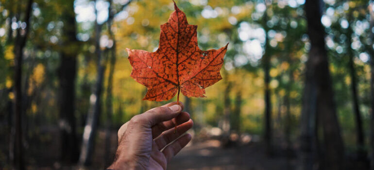 A person holding a maple leaf while thinking about moving from Surrey to Whitby