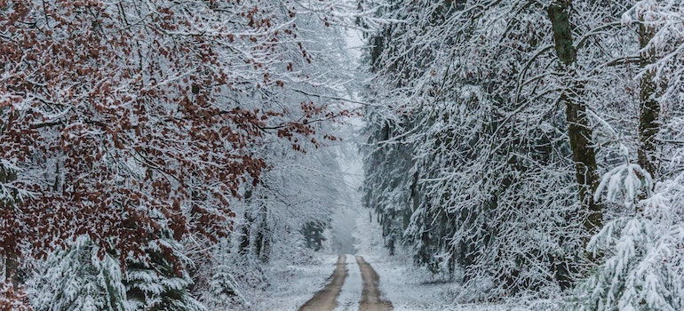 snow covered trees