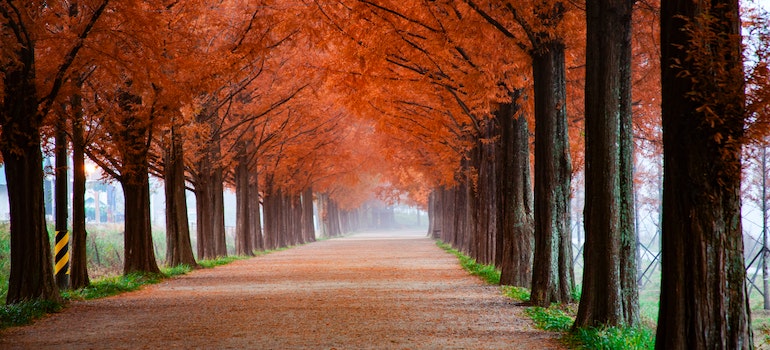 A row of trees in the park in autumn
