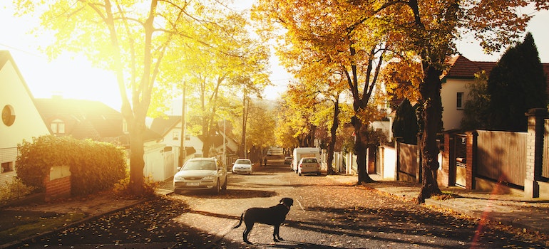 dog on a concrete road in a nice neighborhood