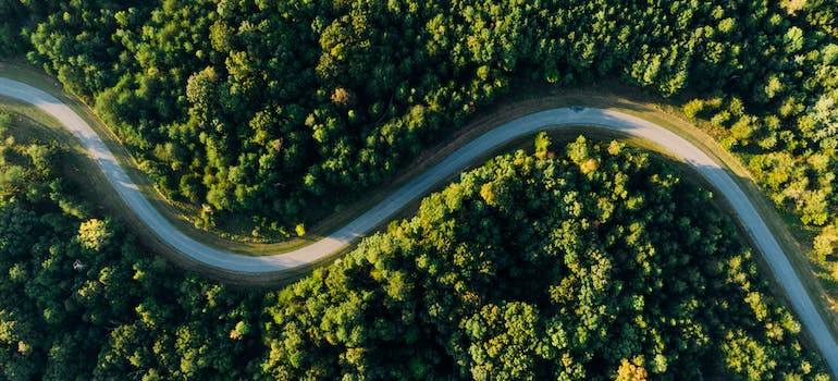 A road surrounded by trees