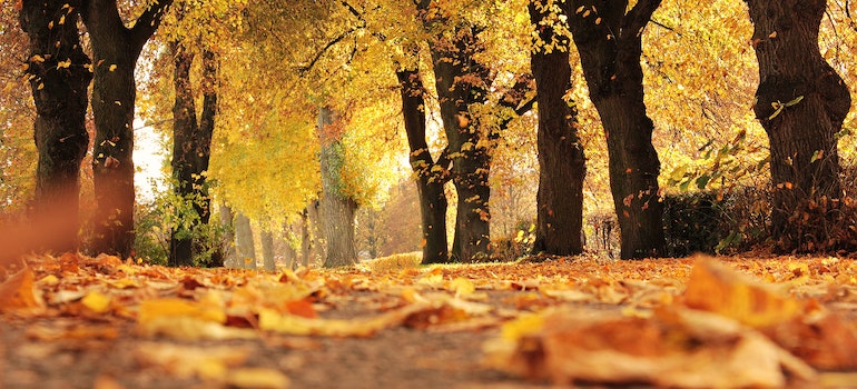 Trees and leaves in fall