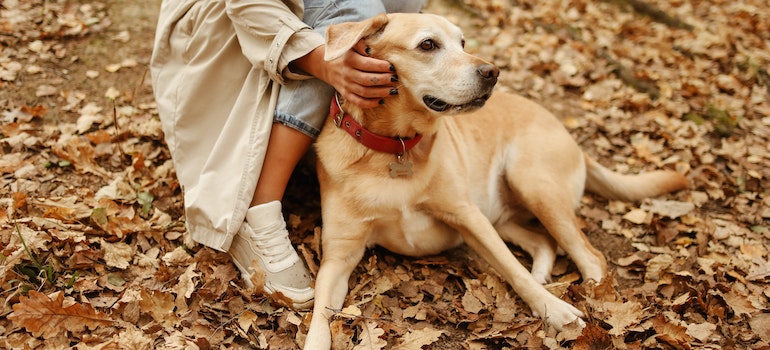 A person petting their dog at the Pet Market, which is one of the best things to do this fall in York Region