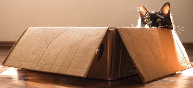 A cat in a box