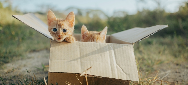 Little kittens in a box.
