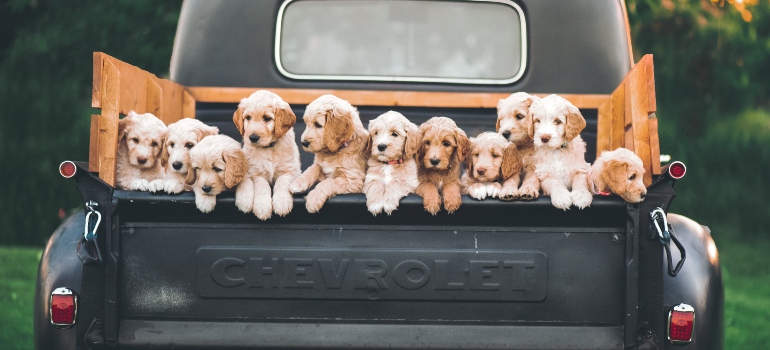 Puppies in a back of a van.