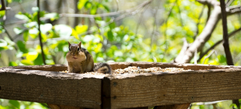 Squirrel sitting on the top of the wooden structure.