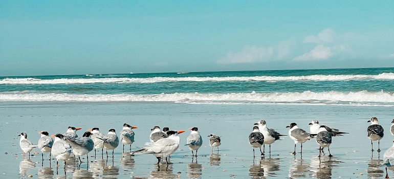 Gulls on the beautiful beach showcasing the benefits of moving from Canada to Florida.
