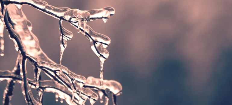 Frozen tree twigs.