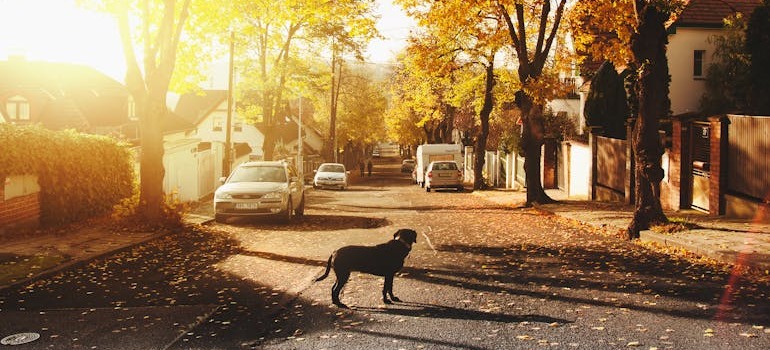 A dog in the street