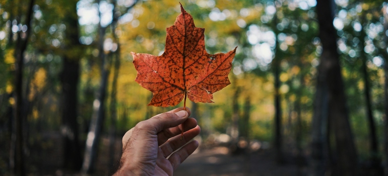 Picture of a person holding a maple leaf