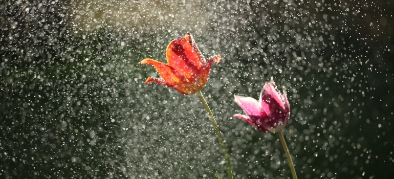 Picture of rain falling on flowers