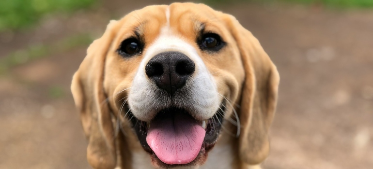 a dog smiling with his tongue sticking out