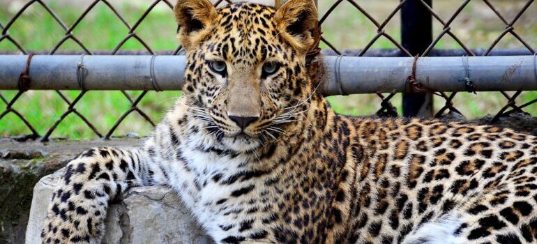 a wild cat in Toronto Zoo, one of the best places to visit in Scarborough