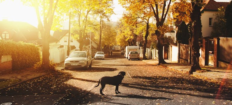 A dog walking around