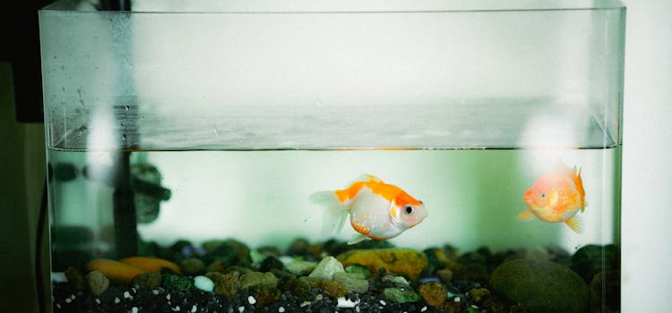 FIsh in a fish tank