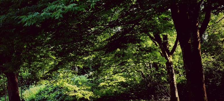 Park in Surrey