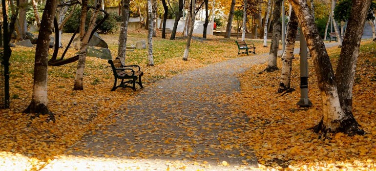 A pathway in a park