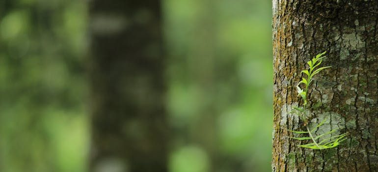 Photo of nature and tree
