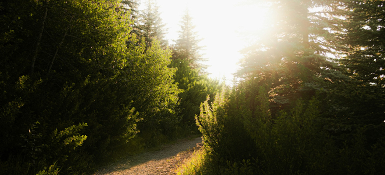 Trail in Calgary