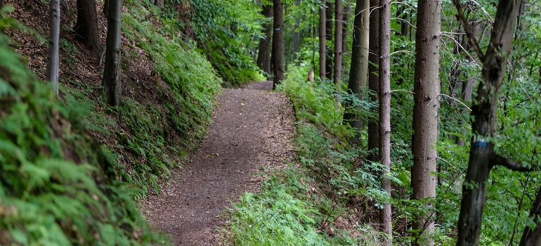 empty road surrounded with green trees