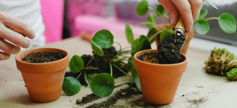 Repotting plants into plastic pots before relocation for safer transport