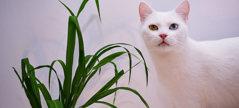 Cat and plant